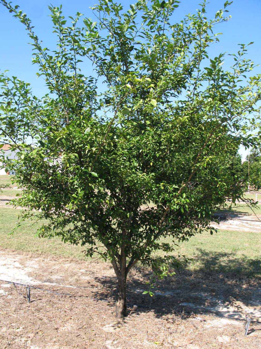            Habit (Winter Haven, FL)   